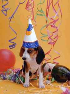 Party Dog!